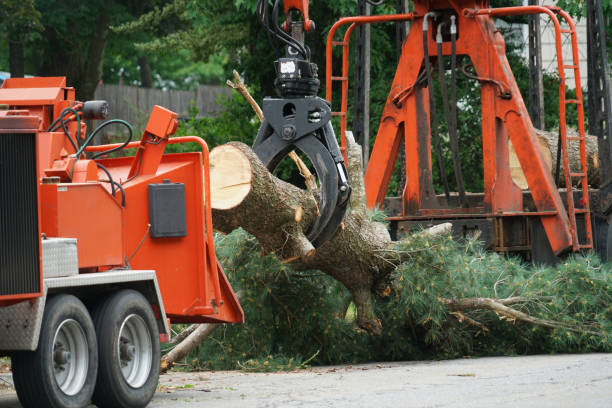 How Our Tree Care Process Works  in  Atascocita, TX